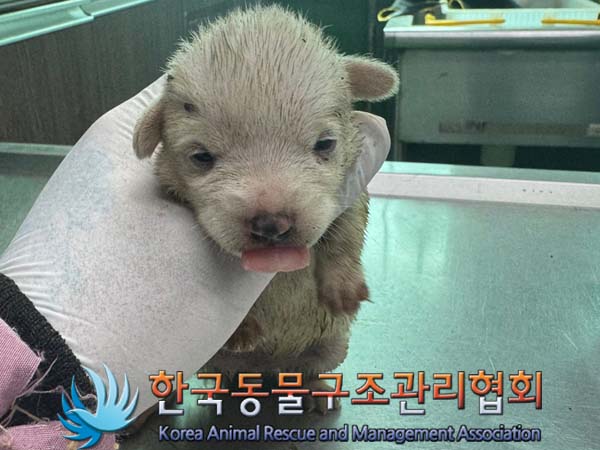 한국동물구조관리협회_441392202400205
